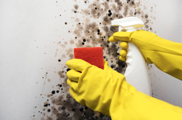 Best Residential Mold Remediation in Highlands, NJ