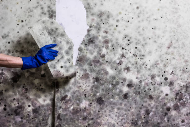 Professional Mold Remediation in Highlands, NJ