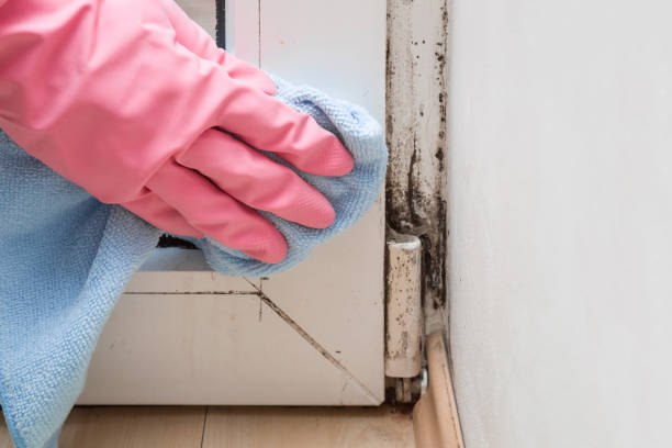 Best HVAC Mold Remediation in Highlands, NJ